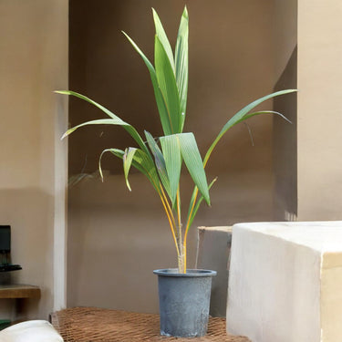 Coconut Palm